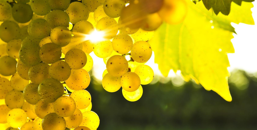 Bartal és Bott Frigyes - Felvidéki ízek kóstolója