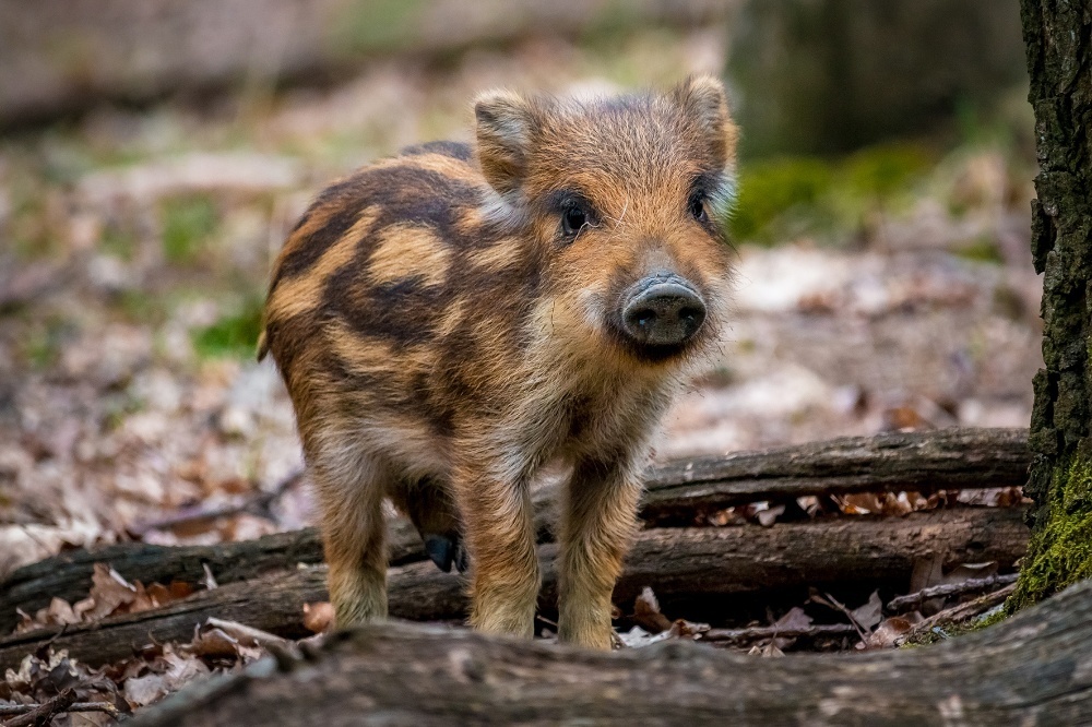 Bakancs nélkül Gombaszögön